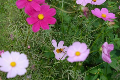 秋桜（コスモス）畑で蜜を吸うハチ コスモス,蜂,秋桜の写真素材