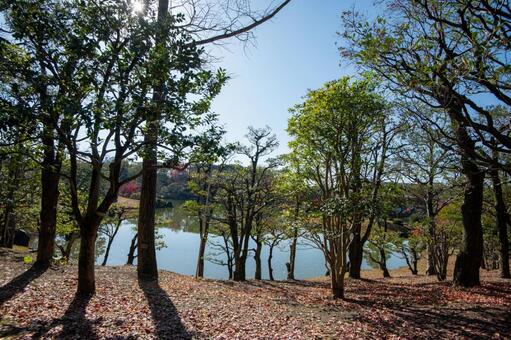 北摂の雑木林と溜池 北摂,晴天,晩秋の写真素材