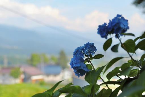 高源院の紫陽花11 高源院の紫陽花11 自然,風景,道の写真素材