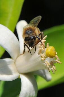 蜜を集める西洋ミツバチ 西洋ミツバチ,ミツバチ,昆虫の写真素材