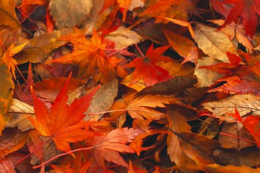 Fallen autumn leaves, JPG