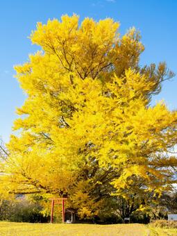 白幡のいちょう(22) イチョウ,黄葉,晩秋の写真素材