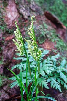 オオハナワラビの写真