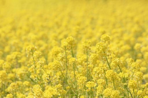 一面に咲く菜の花（三重県名張市） 菜の花,咲く,花畑の写真素材