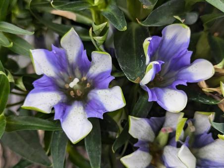 トルコギキョウ白寿 トルコギキョウ,花,flowerの写真素材