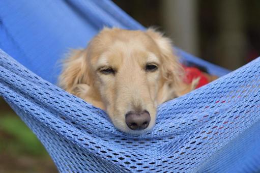 ハンモックに気持ちよさそうに揺られる犬 ハンモックに気持ちよさそうに揺られる犬の写真