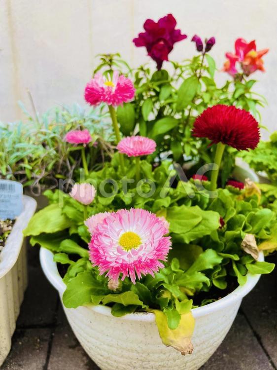 デイジー　ピンク　鉢植え　春　美しい デイジー,ピンク,鉢植えの写真素材