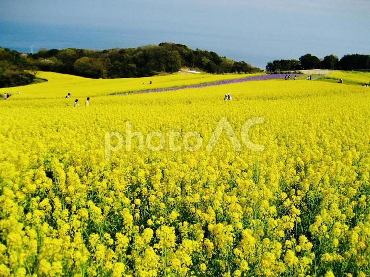 兵庫県立公園あわじ花さじき 兵庫県,淡路島,明石海峡公園の写真素材