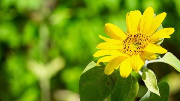 Summer image: yellow sunflowers and green background, JPG