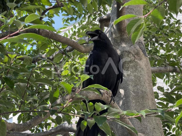 神田川7月：木の上のカラス 2025 カラス,烏,鳥の写真素材