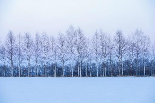夕暮れの冬の白樺林 夕暮れの冬の白樺林 雪原,雪,白樺林の写真素材