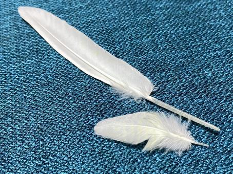 Photo, bird's feather, bird, feather, 
