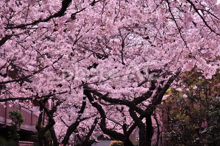 桜並木 さくら,春,サクラの写真素材
