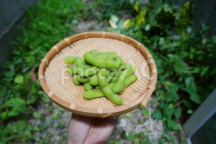 枝豆　北海道　野菜　新鮮　豆 野菜,新鮮,北海道の写真素材