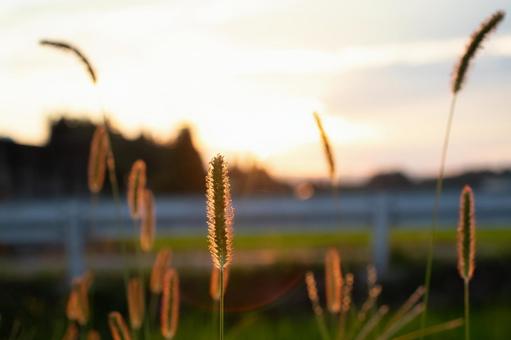 ねこじゃらし(夕暮れ) ねこじゃらし(夕暮れ) 夕暮れ,夕方,ねこじゃらしの写真素材