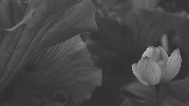 蓮 [白黒/淡]版 縦横16:9 蓮,白黒,モノクロの写真素材