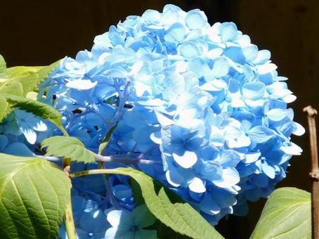 紫陽花の写真