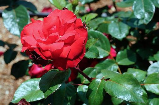 荒牧バラ園653　トランペッター 兵庫県,荒牧バラ園,バラの写真素材