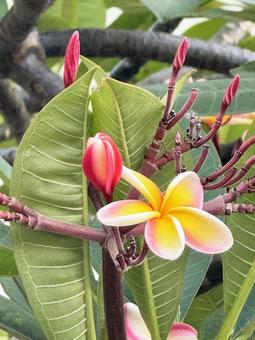 プルメリア ハワイ,プルメリア,つぼみの写真素材