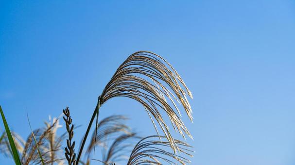 Photo, susuki, blue sky, autumn, 