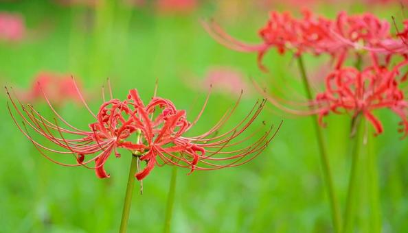 赤い彼岸花のアップ 秋の草花 赤い彼岸花のアップ 秋の草花の写真