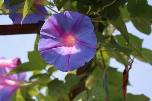 青い花ぴらのオーシャンブルーの花のアップ 青い,花ぴら,オーシャンブルーの写真素材