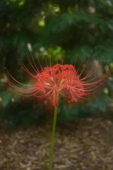 秋の花:ヒガンバナ53 秋の花:ヒガンバナ53 植物,ヒガンバナ,彼岸花の写真素材