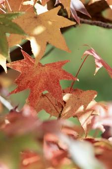 Photo, maple, en haut, orange, 