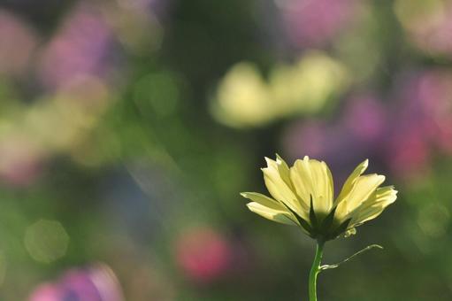 Photo, cosmos, autumn cherry blossoms, yellow, 