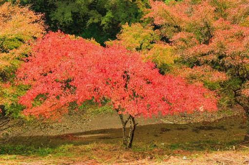 養老渓谷 養老渓谷,筒森もみじ谷,紅葉の写真素材