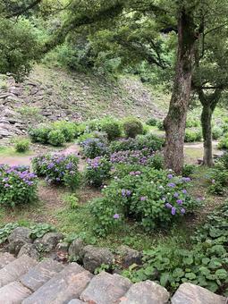 Hydrangea, JPG