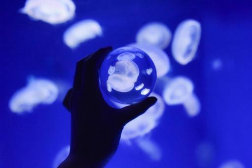 クラゲ クラゲ,水族館,ガラス玉の写真素材