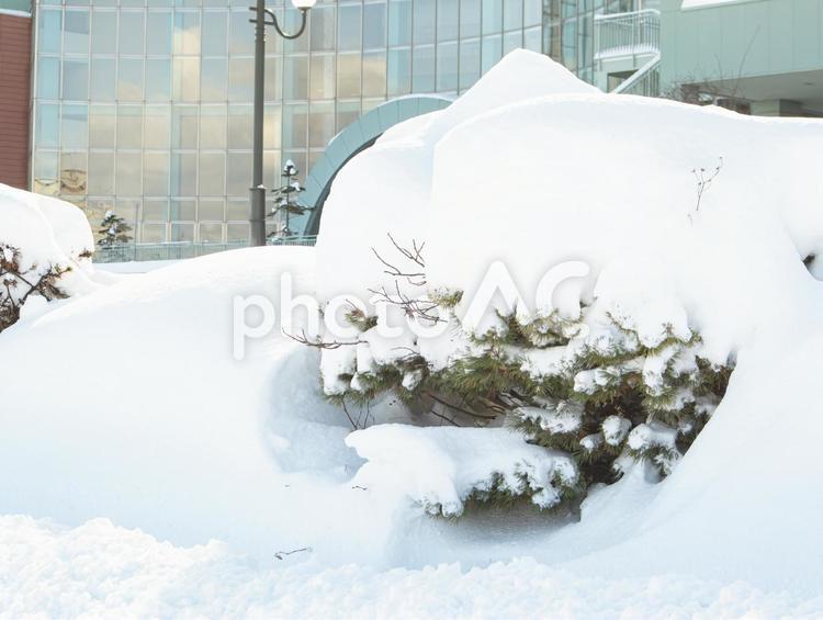 雪に埋まった街路樹 雪,冬,街路樹の写真素材