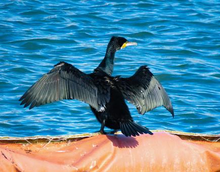 羽根を広げて乾かすカワウ カワウ,野鳥,動物の写真素材