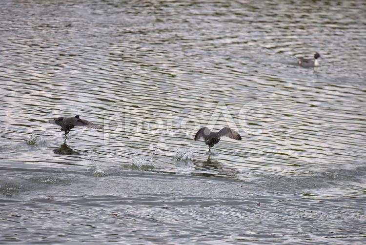 忍者のように水面を疾走するオオバン オオバン,野鳥,水面の写真素材