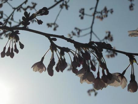 春の中の桜 春の中の桜の写真