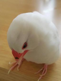 お弁当つけた文鳥 お弁当つけた文鳥の写真