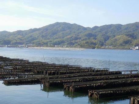 【風景写真】江田島の風景 牡蠣筏,牡蠣棚,江田島の写真素材
