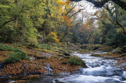 熊本-【菊池渓谷の紅葉】 熊本,菊池渓谷,川の写真素材