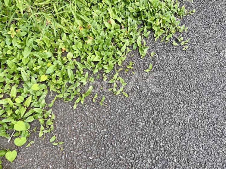 アスファルトと草 雑草,草,道草の写真素材