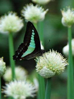 Photo, aosujiageha, negibozu, butterfly, 