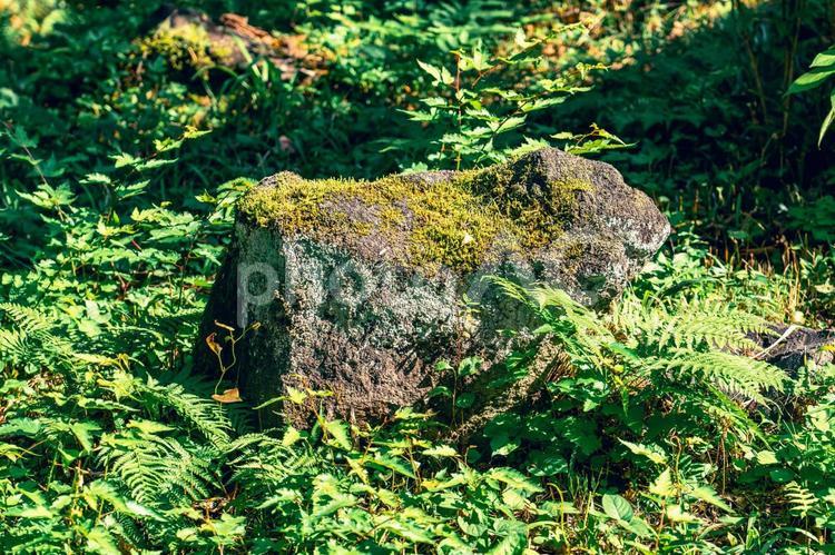 コケに覆われた森の切り株 切り株,年輪,コケの写真素材