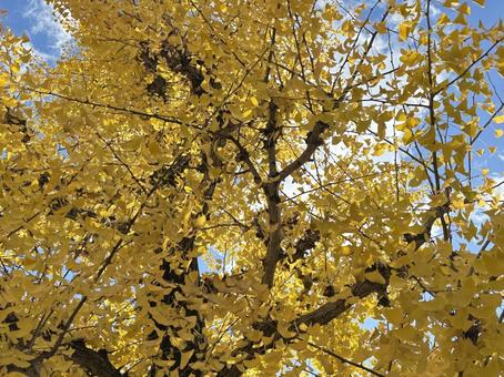 銀杏の紅葉 銀杏の紅葉の写真
