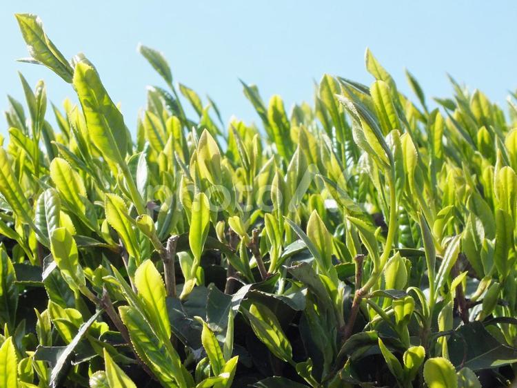 若々しい茶の葉が伸びる季節 新茶,茶畑,茶の木の写真素材