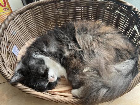 おやすみ おやすみ 猫,ネコ,長毛の写真素材