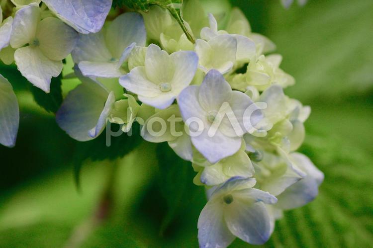 雨上がりの水色の紫陽花の花 紫陽花,梅雨,初夏の写真素材