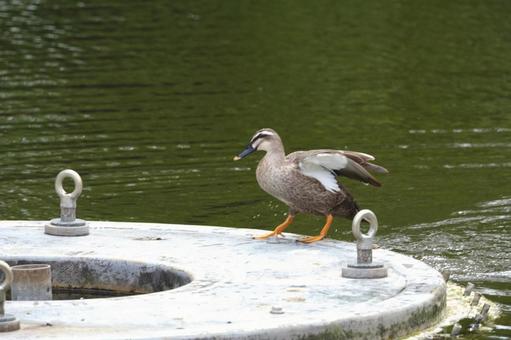 カルガモ カルガモの写真