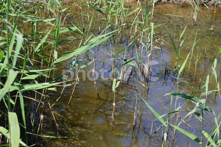 風景　生物がすんでいそうな池 風景,ビオトープ,生息地の写真素材