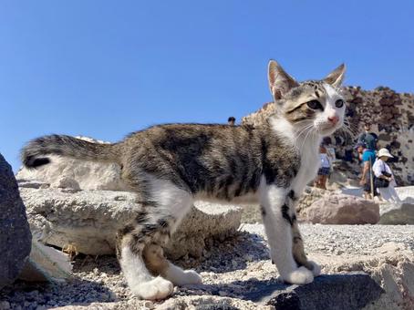 サントリーニ島の子猫 サントリーニ島の子猫 ネコ,子猫,サントリーニ島の写真素材