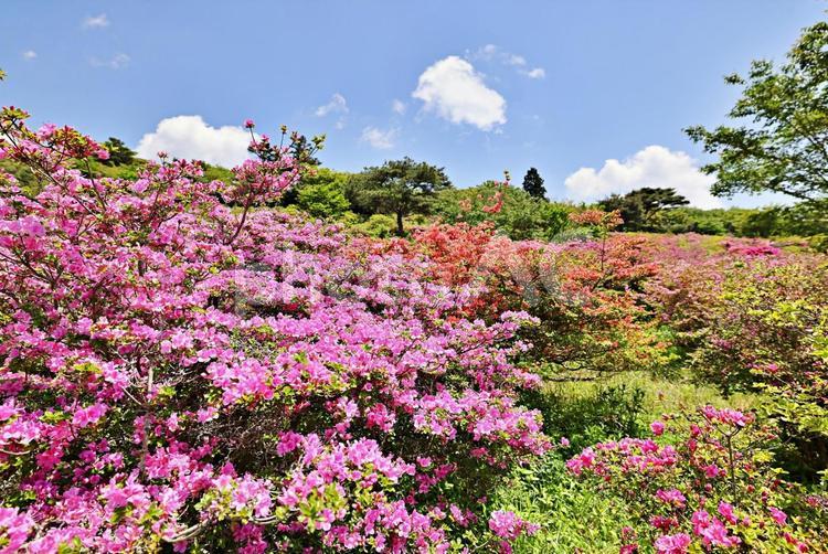 雲仙宝原つつじ公園のミヤマキリシマ ミヤマキリシマ,ツツジ,キリシマツツジの写真素材
